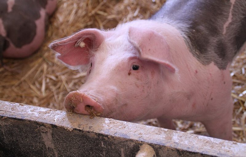 Bautzens Schweinemastbetriebe stehen vor dem Aus